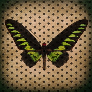 eski moda polka dot duvar kağıdı üzerinde Kelebek