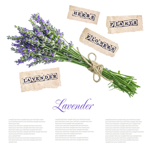 Лавандовые цветы — стоковое фото