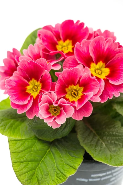 Roze Primula. lente bloemen primrose — Stockfoto