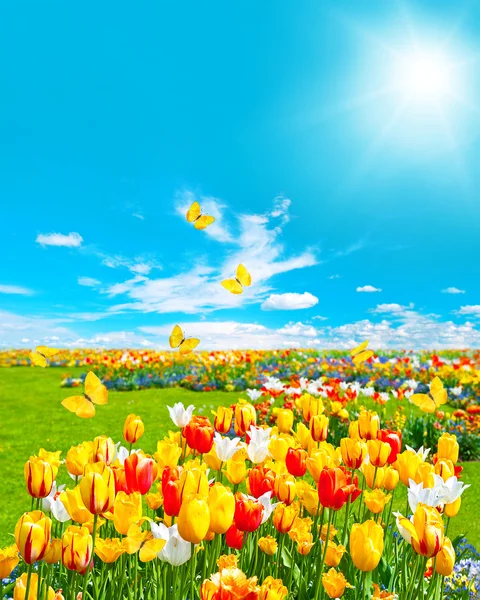 Kwiatów tulipanów w zielonej trawie. słoneczny błękitne niebo — Zdjęcie stockowe