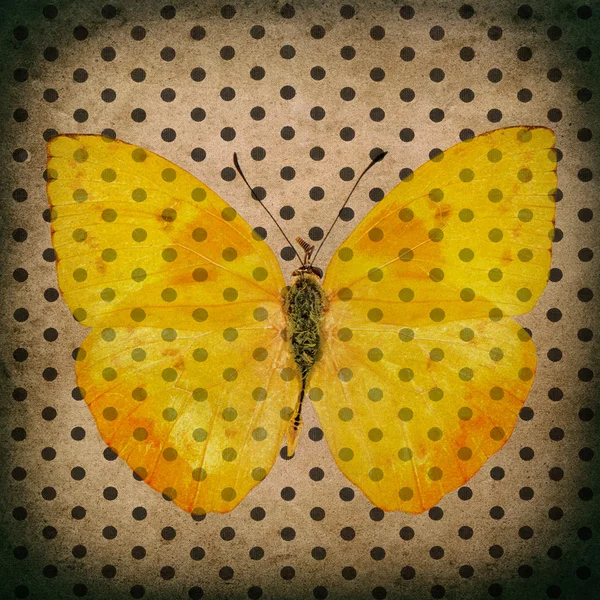 Yellow butterfly over old fashioned polka dot wallpaper — Stock Photo, Image