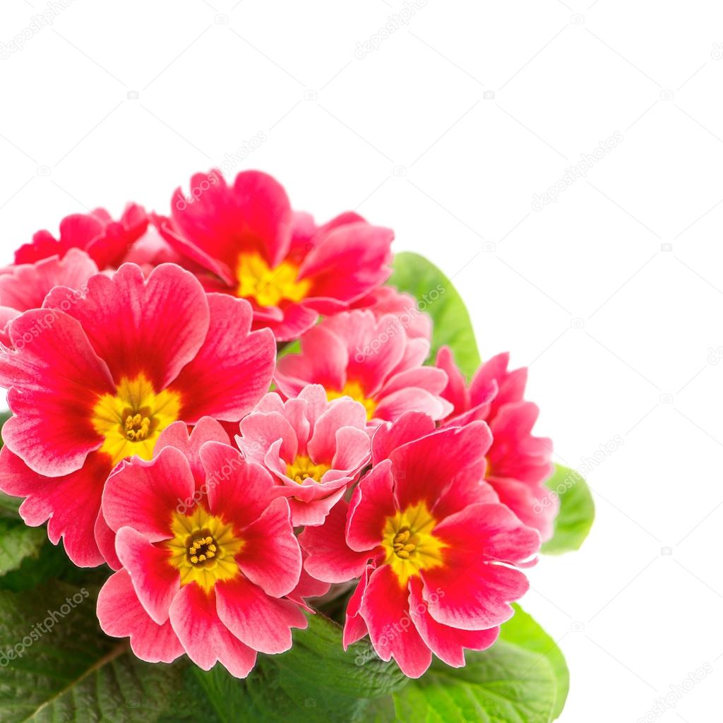 pink primulas isolated on white background