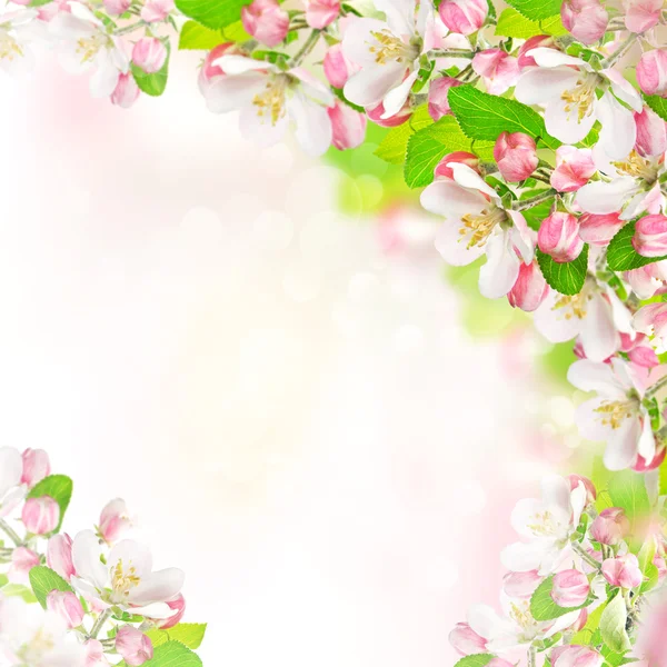 Primavera. fiori di mele — Foto Stock