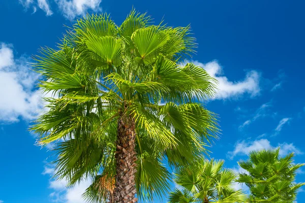 Palmeira verde contra o belo céu azul — Fotografia de Stock