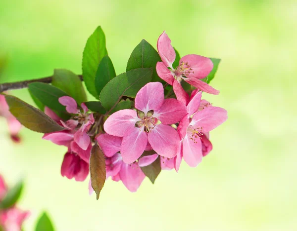 Vacker rosa blommande på apple tree blommor — Stockfoto