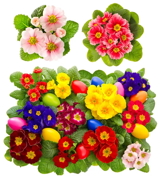 Primula flowers with easter eggs decoration — Stock Photo, Image