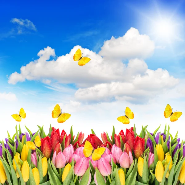 Tulip flowers with blue sky and butterflies — Stock Photo, Image