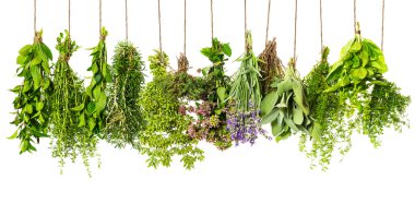 Herbs hanging isolated on white. food ingredients