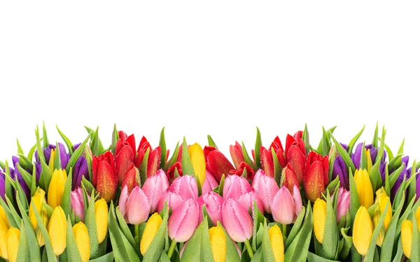 Tulipanes. flores de primavera con gotas de agua — Foto de Stock