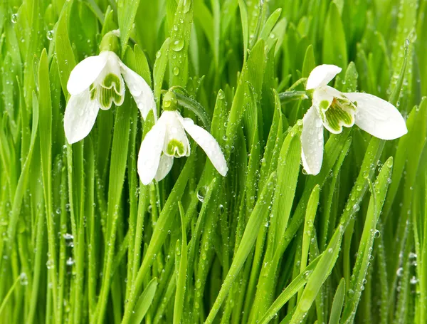 Gotas de neve na grama verde com gotas de água — Fotografia de Stock