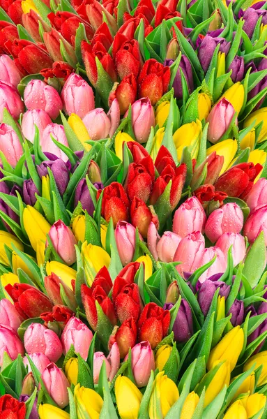 Tulipanes. flores frescas de primavera con gotas de agua —  Fotos de Stock
