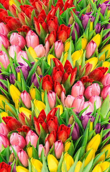 tulips. fresh spring flowers with water drops