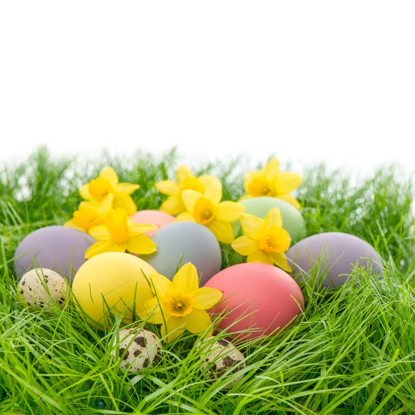 Ostereier und Blumen im Gras über Weiß — Stockfoto