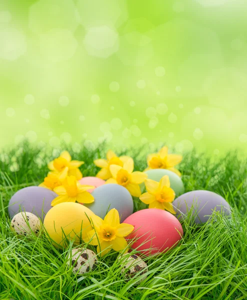 Easter eggs and daffodils flowers in grass — Stock Photo, Image