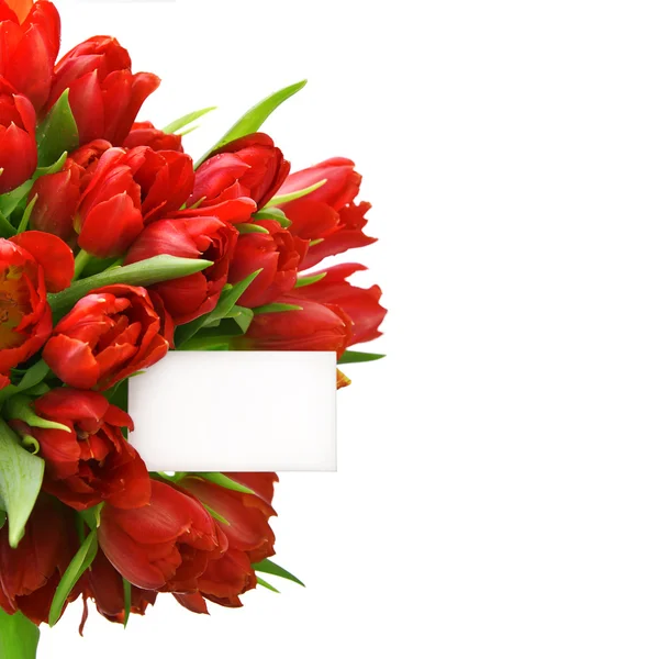 Tulipanes rojos con tarjeta de papel blanco — Foto de Stock