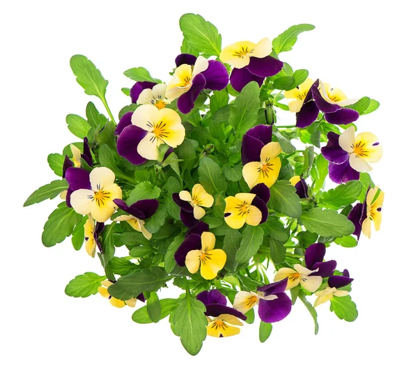 Pansy bouquet. violet and yellow spring flowers — Stock Photo, Image