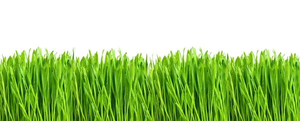 Erba fresca verde isolata su bianco — Foto Stock