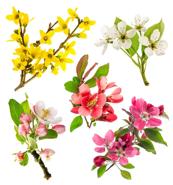 Blossoms of apple tree, cherry twig, pear, forsythia — Stock Photo, Image