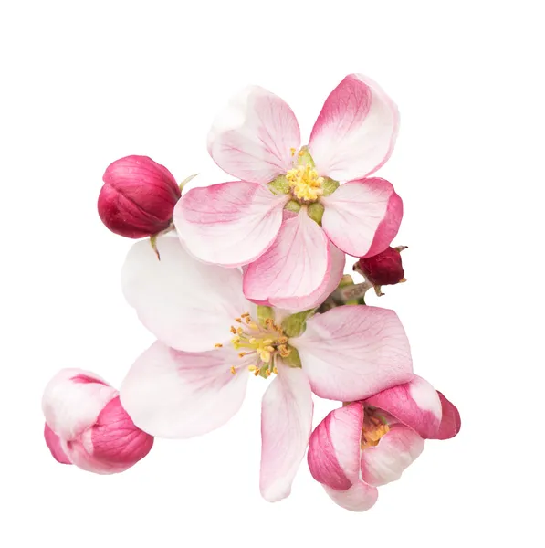 春の花。白に孤立したリンゴの木の花 — ストック写真