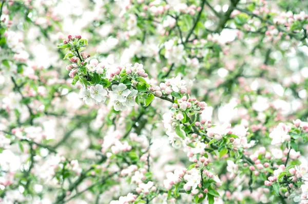 Blommande på apple tree blommor. våren — Stockfoto