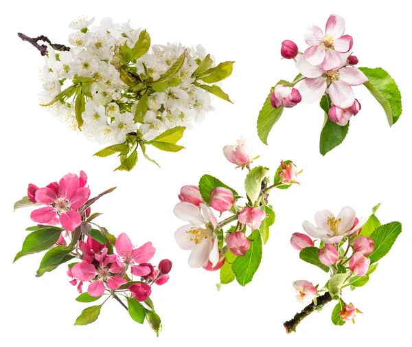 Blossoms of apple tree, cherry twig — Stock Photo, Image
