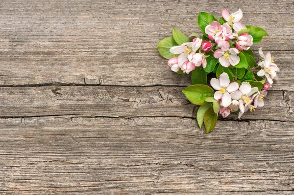 Vackra blommor av apple tree blommor — Stockfoto