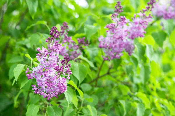 Branch of lilac flowers with green leaves — Stock Photo, Image