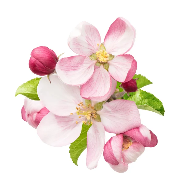 Apple tree blossoms with green leaves — Stock Photo, Image