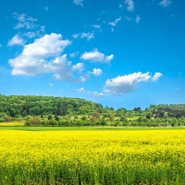 Campo de colza e céu azul nublado — Fotografia de Stock