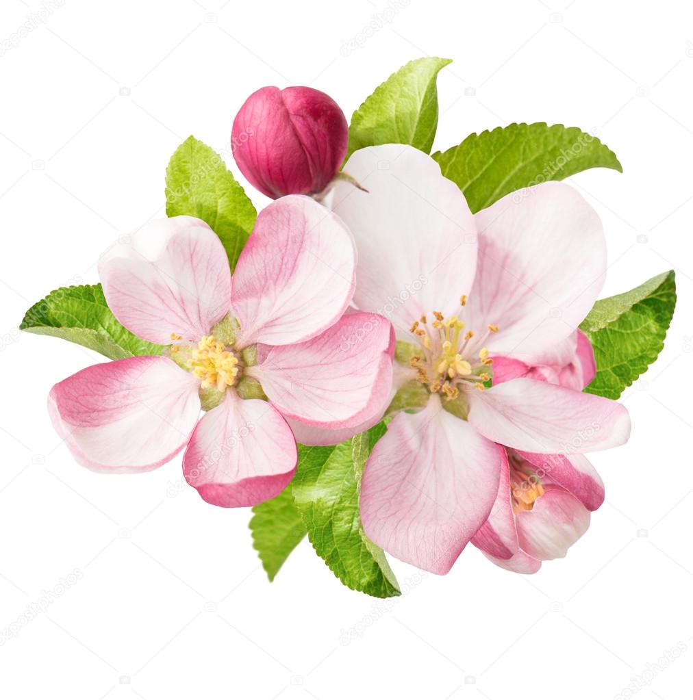 apple tree blossoms. spring flowers