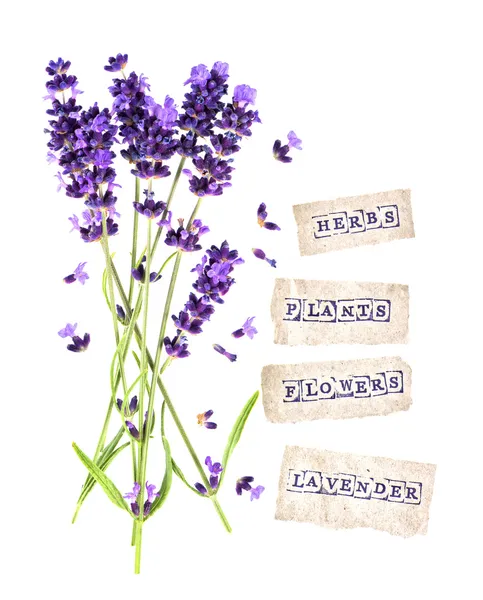 Flores frescas de lavanda com etiquetas de papel isoladas em branco — Fotografia de Stock