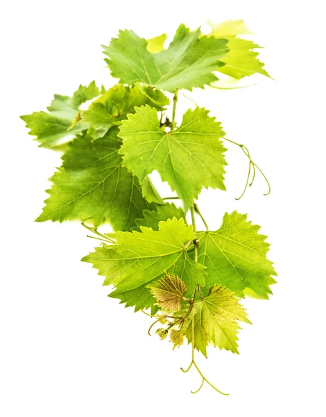 Hojas de vid aisladas sobre blanco — Foto de Stock