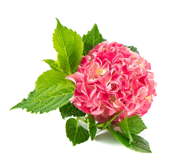 Roze hortensia bloesem. verse hortensia bloem — Stockfoto