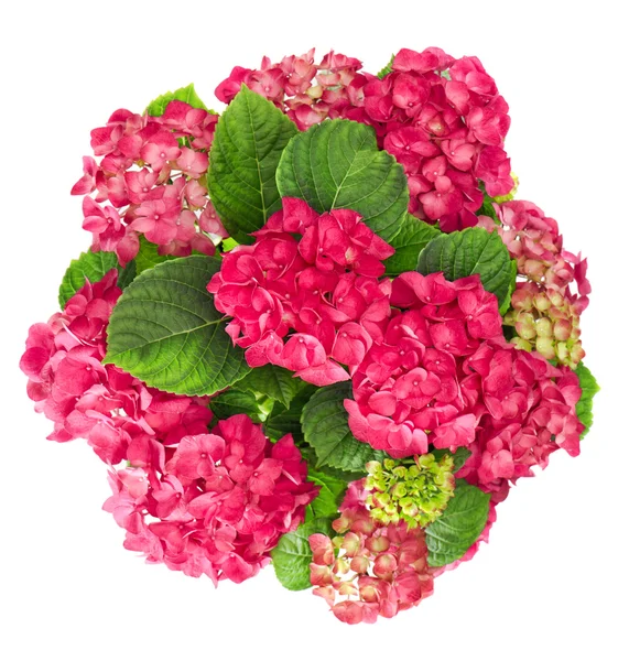 Hortensia bloemen boeket geïsoleerd op witte achtergrond — Stockfoto