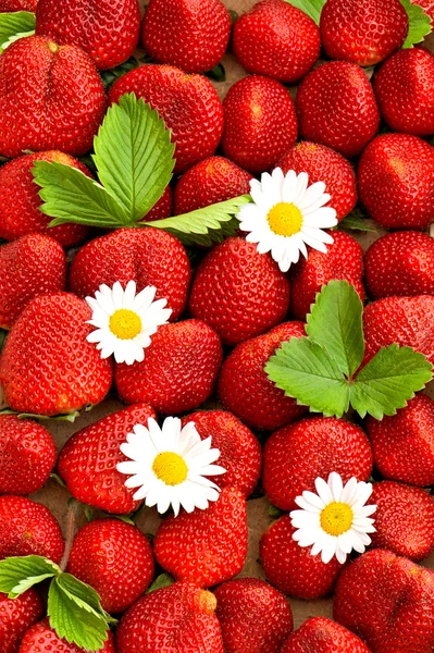 Aardbeien met madeliefjebloemen. voedsel achtergrond — Stockfoto