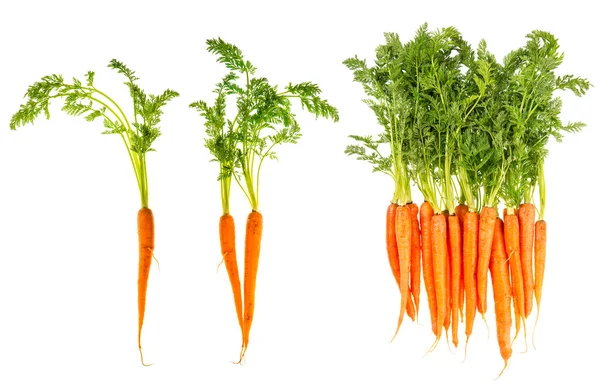 Fresh carrots with green leaves isolated on white — Stock Photo, Image