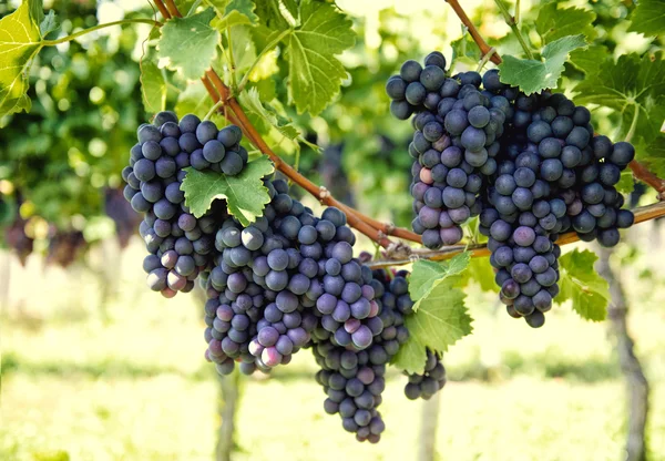 Grapes with green leaves on the vine. autumn — Stock Photo, Image