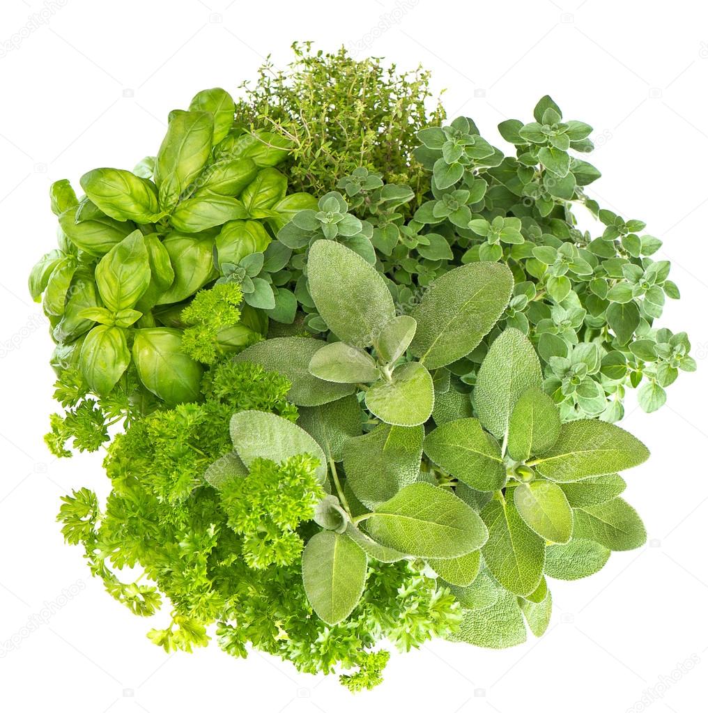 fresh herbs basil, marjoram, parsley, rosemary, thyme, sage