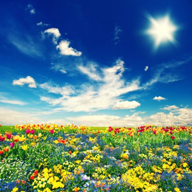 güzel Lale çiçek alan ve bulutlu mavi gökyüzü