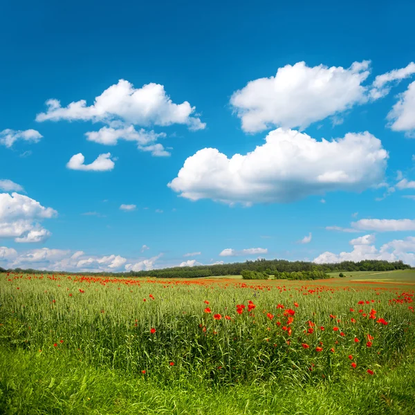 Campo de maíz verde con flores de amapola y cielo azul — Foto de Stock