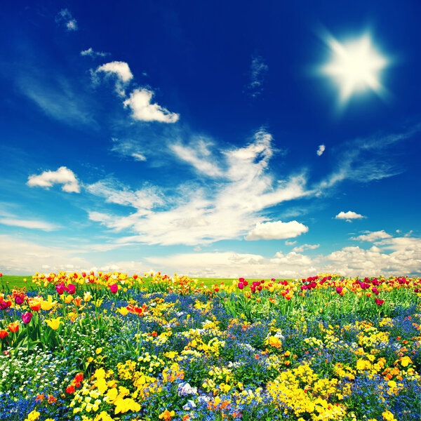 beautiful tulip flowers field and cloudy blue sky