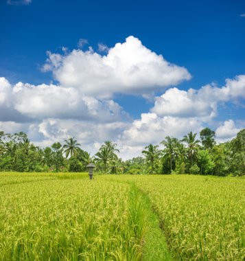 Filed under, yeşil pirinç palmiye ağaçları ve bulutlu gökyüzü mavi