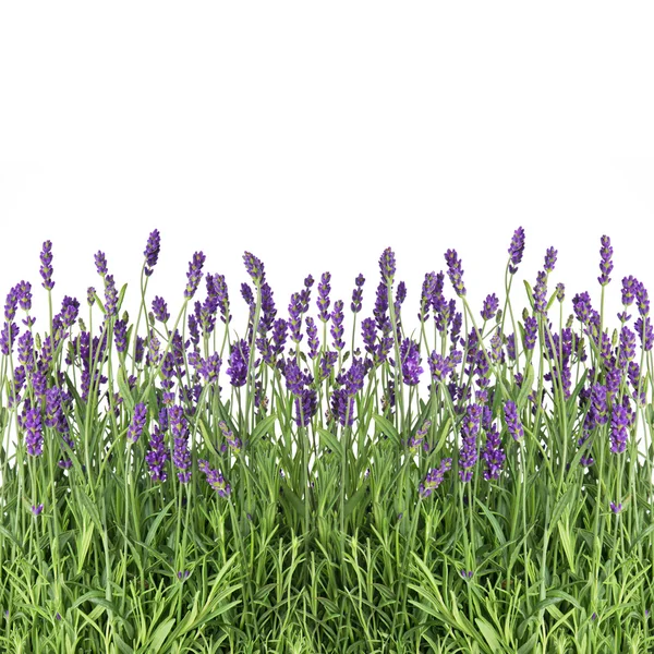 Flores de lavanda aisladas en blanco — Foto de Stock