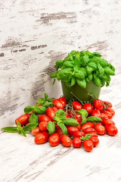 Frische Basilikumpflanze und Kirschtomaten — Stockfoto