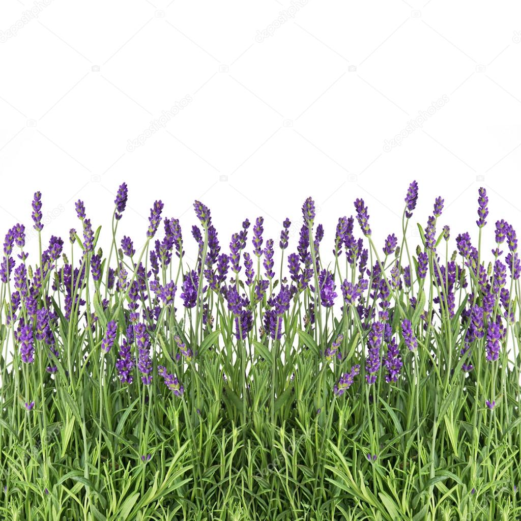 lavender flowers isolated on white