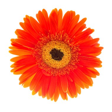 rode gerbera bloem hoofd geïsoleerd op witKırmızı gerbera çiçek üzerinde beyaz izole kafa
