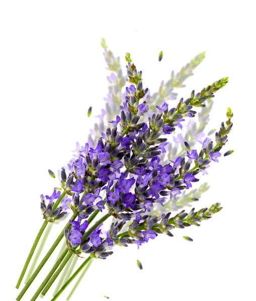 Färsk lavendel blommor över vita med suddig effekt — Stockfoto