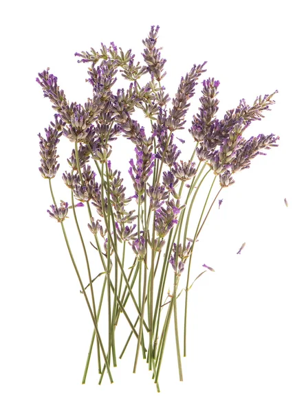 Dry flowers of lavender plant isolated on white — Stock Photo, Image