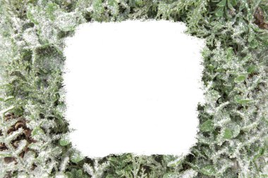 Noel ağacı ve okaliptüs, tasarım metniniz için kare kaplamalı dallar bırakır