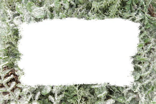 Julgran Och Eukalyptus Grenar Med Överlägg För Din Design — Stockfoto